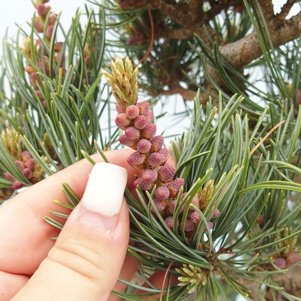 Bonsai voor buiten - Pinus parviflora - Pinus parviflora