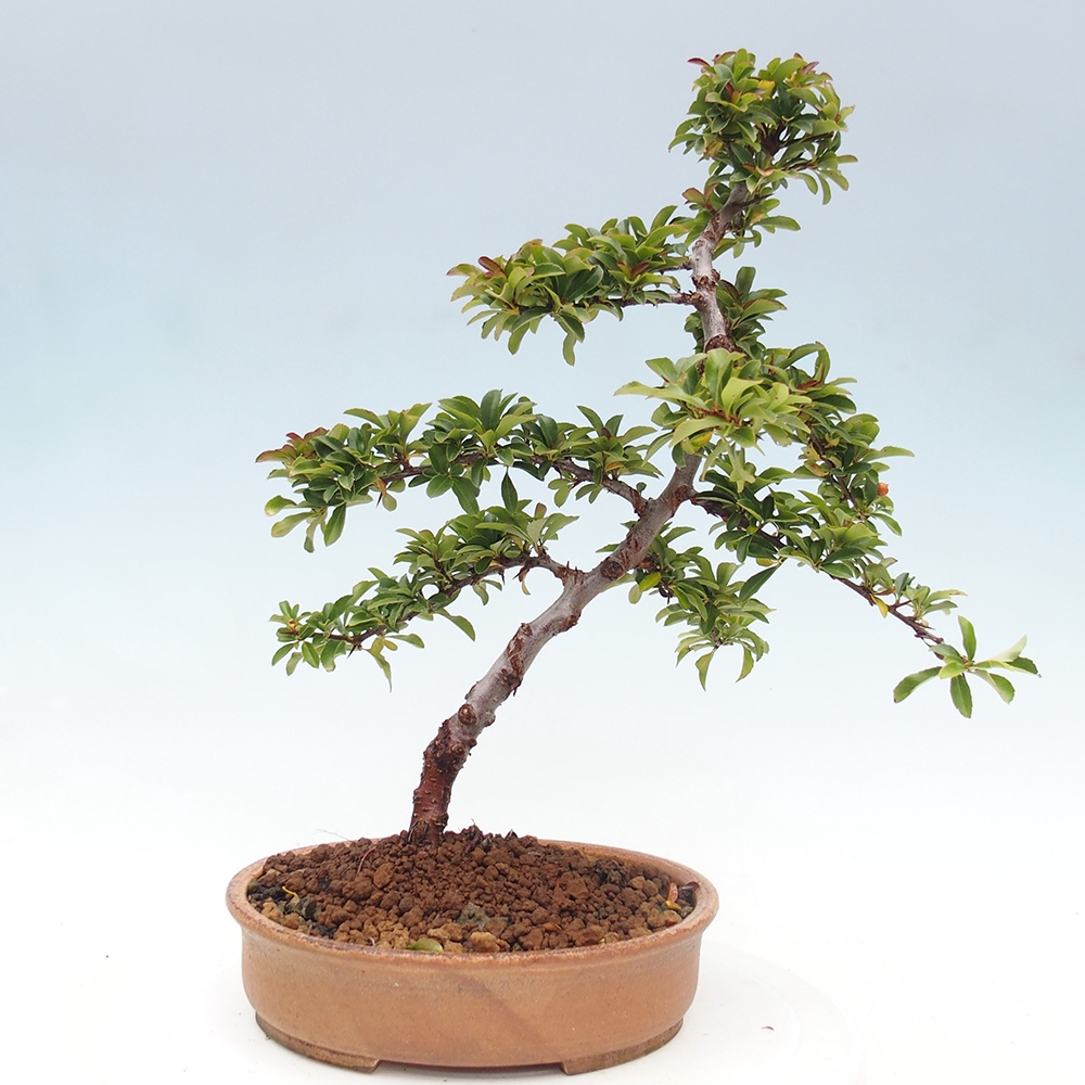 Bonsai-Pyracantha Teton voor buiten -Hlox