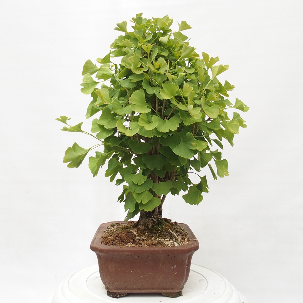 Bonsai voor buiten - Ginkgo biloba