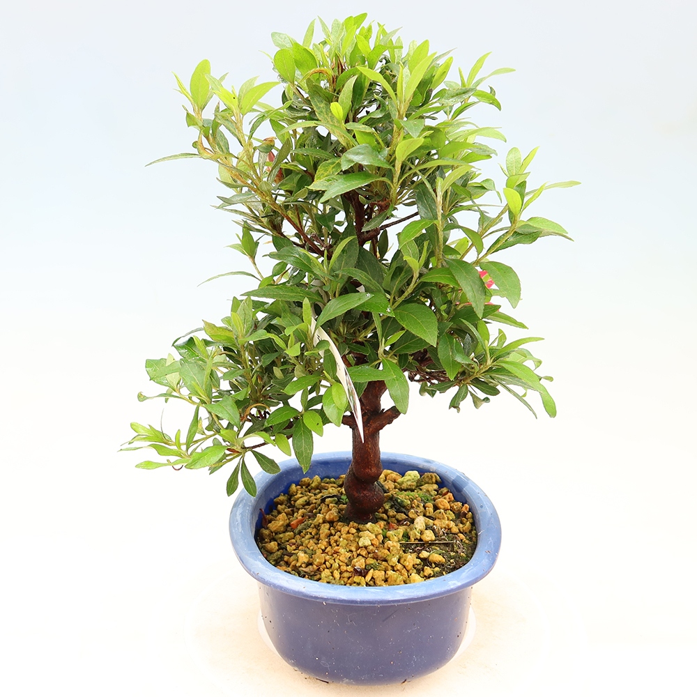 Bonsai voor buiten - Japanse azalea - Azalea CHIHIRO