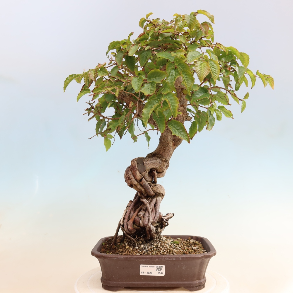 Bonsai voor buiten -Carpinus CARPINOIDES - Koreaanse haagbeuk