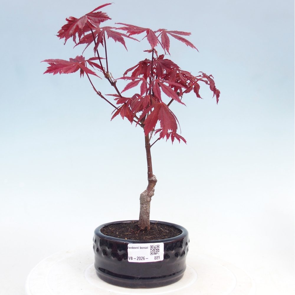 Bonsai voor buiten - Acer palm. Atropurpureum-Javorpalm
