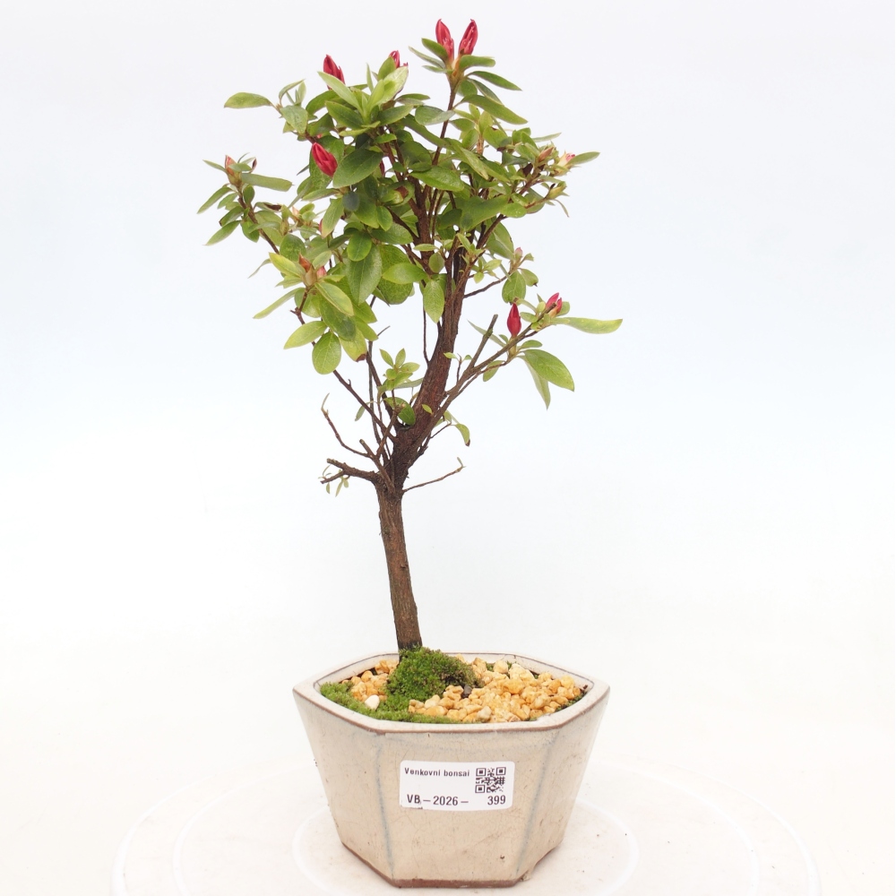 Bonsai voor buiten - Japanse azalea - Azalea sp.