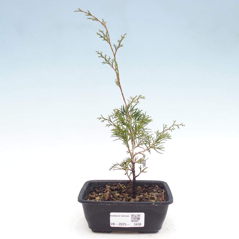 Bonsai voor buiten - Juniperus chinensis Itoigawa