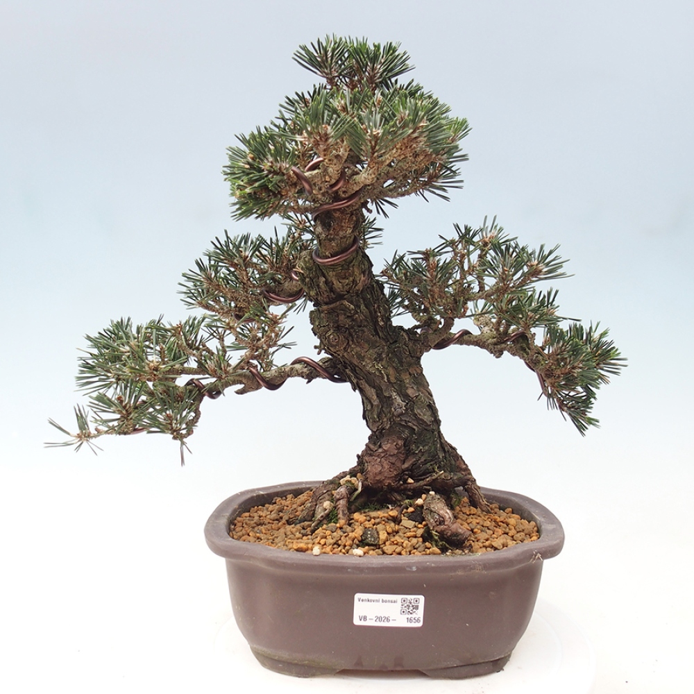 Bonsai voor buiten - Pinus thunbergii Kotobuki - Thunberg den