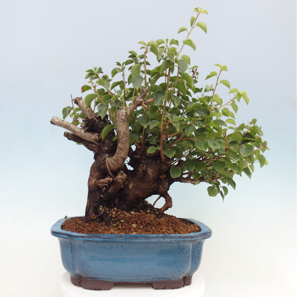 Bonsai voor buiten - Mahalebka - Prunus mahaleb