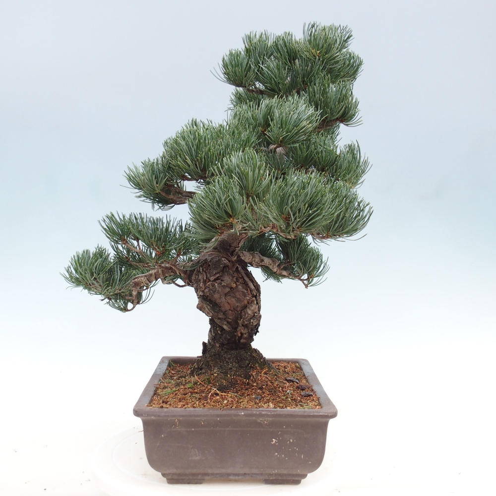 Bonsai voor buiten - Pinus parviflora - Pinus parviflora