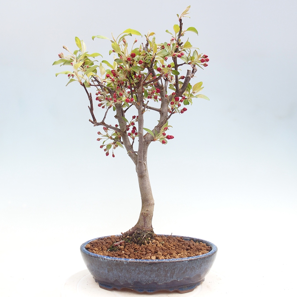 Bonsai voor buiten -Malus domestica - Roodbladige appelboom met kleine vruchten