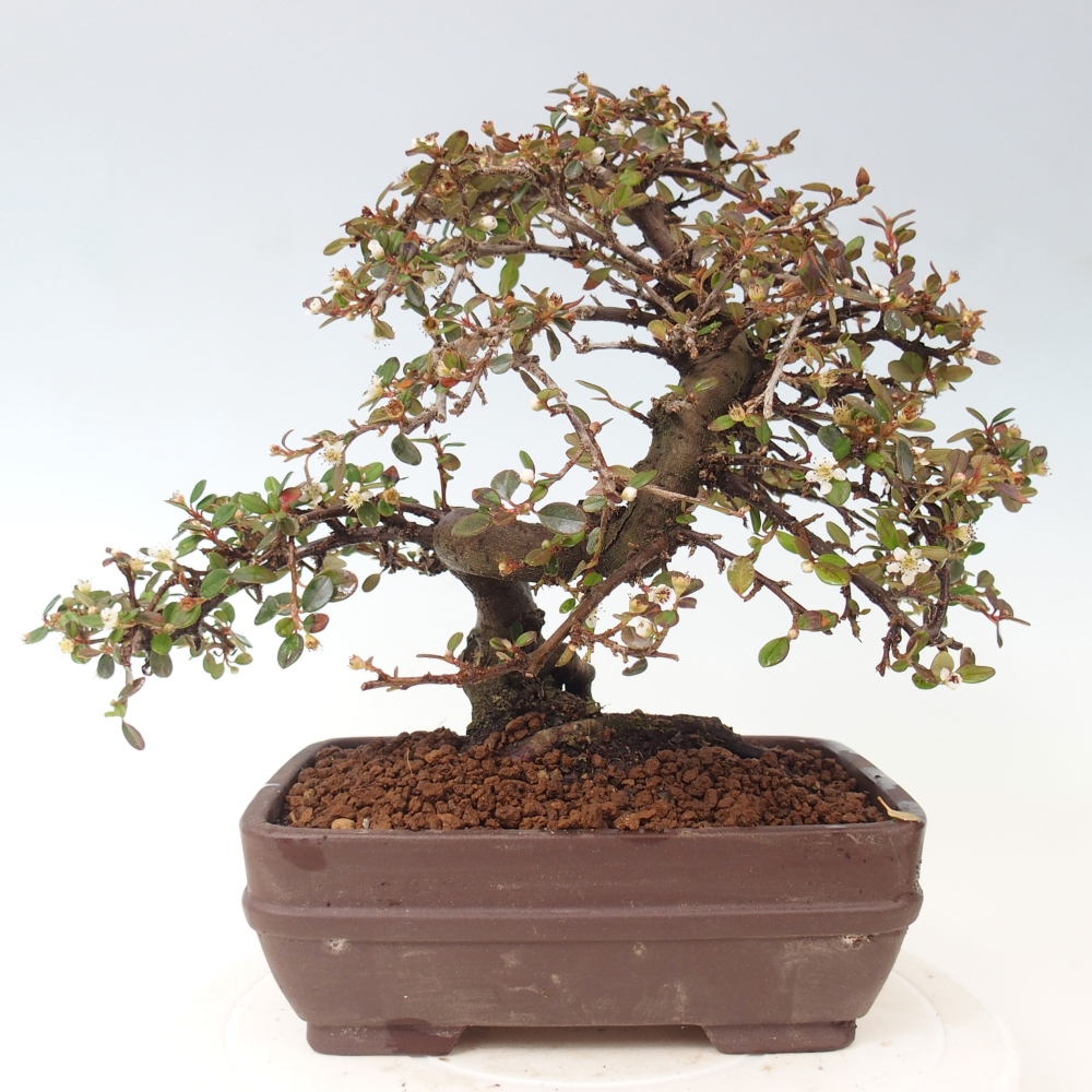 Buitenbonsai-Cotoneaster dammeri - Damer's Rock