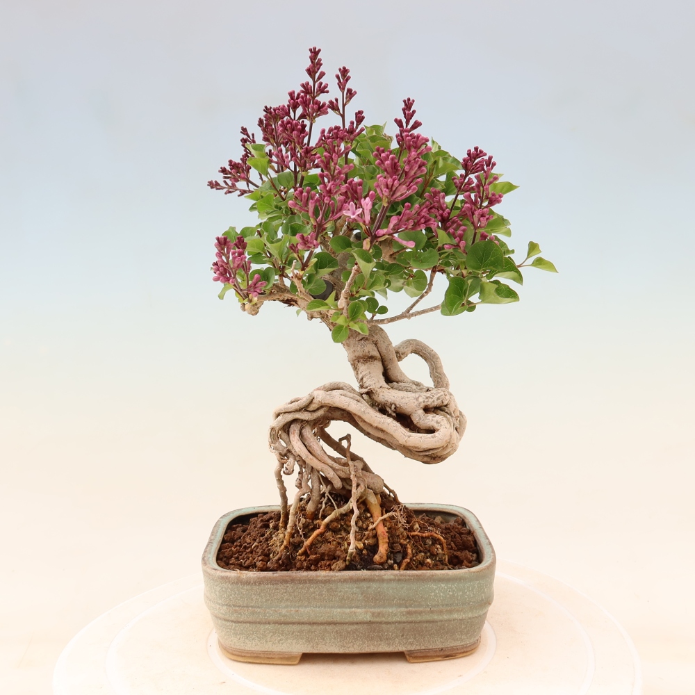 Bonsai voor buiten - Syringa microphylla - kleinbloemige sering