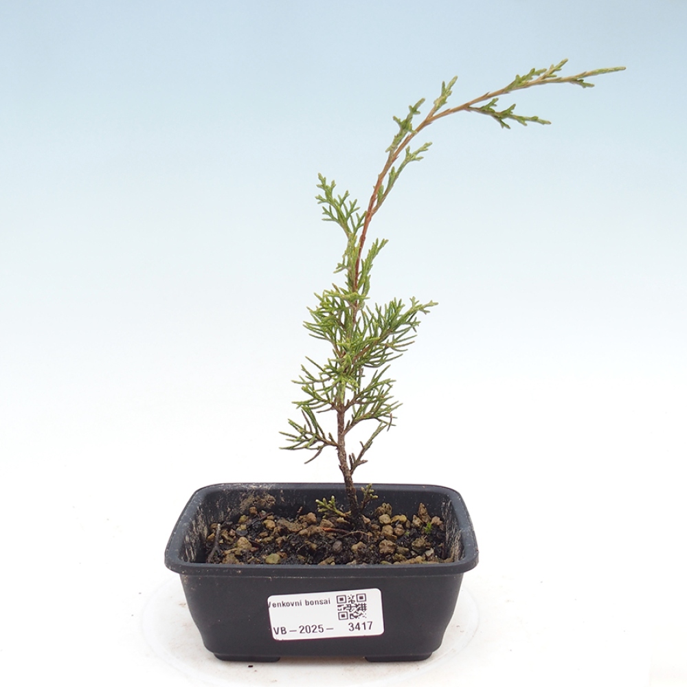 Bonsai voor buiten - Juniperus chinensis Itoigawa