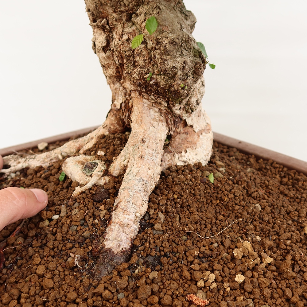 Bonsai voor buiten -Carpinus Coreana - Koreaanse haagbeuk