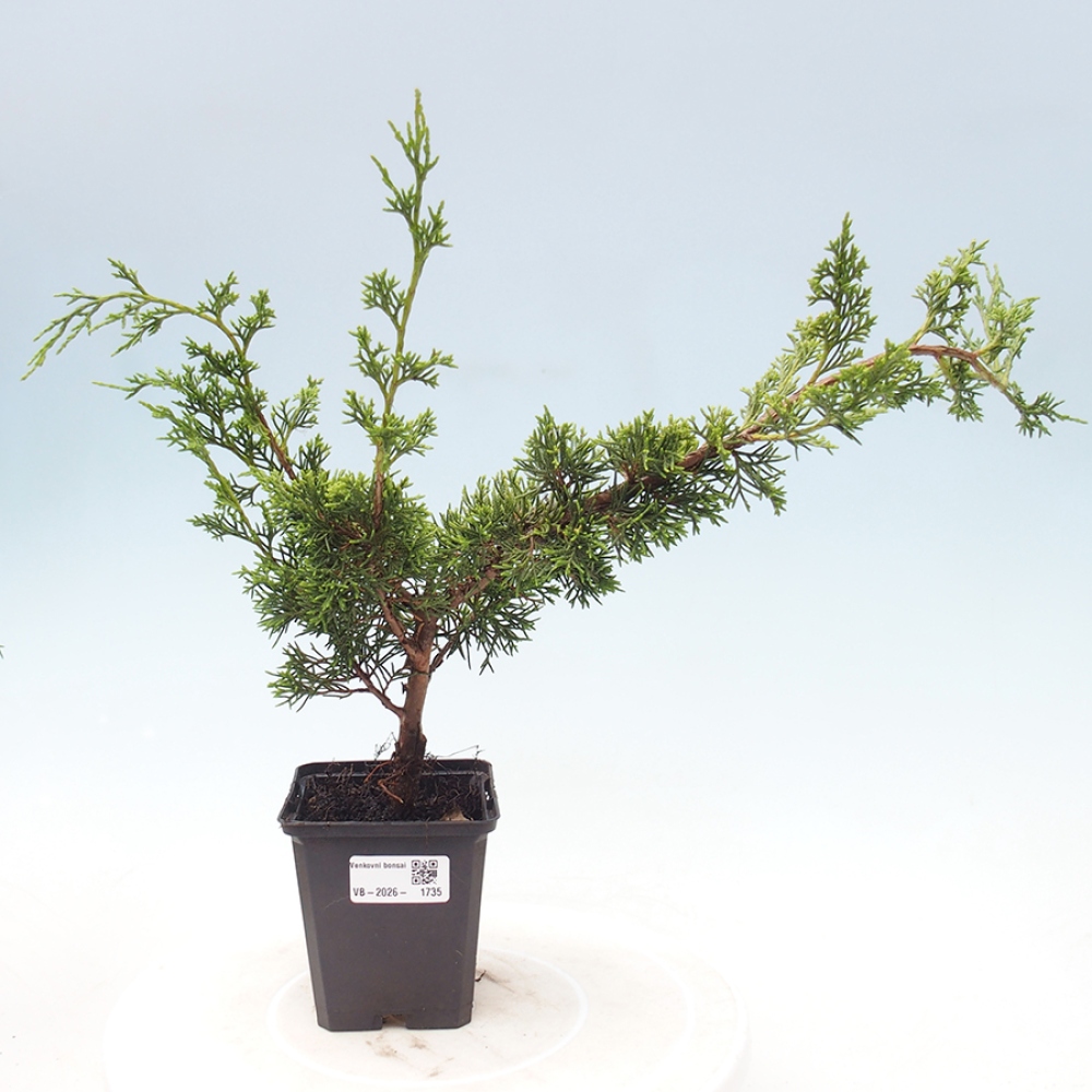 Bonsai voor buiten - Juniperus chinensis Itoigawa