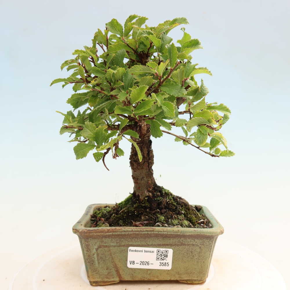 Bonsai voor buiten - Zelkova - Zelkova NIRE