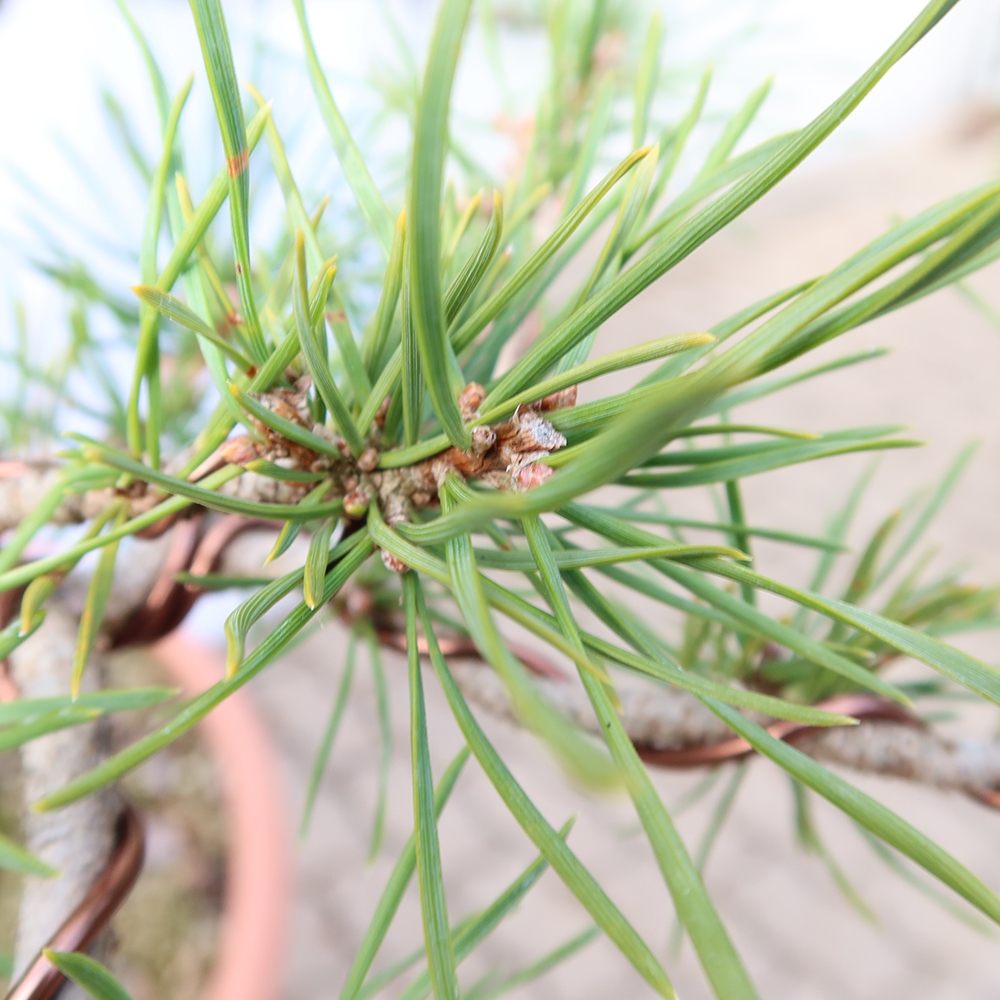 Pinus sylvestris Spanje - grove den