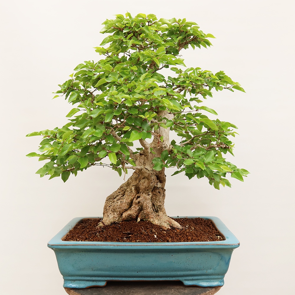 Bonsai voor buiten -Carpinus Coreana - Koreaanse haagbeuk