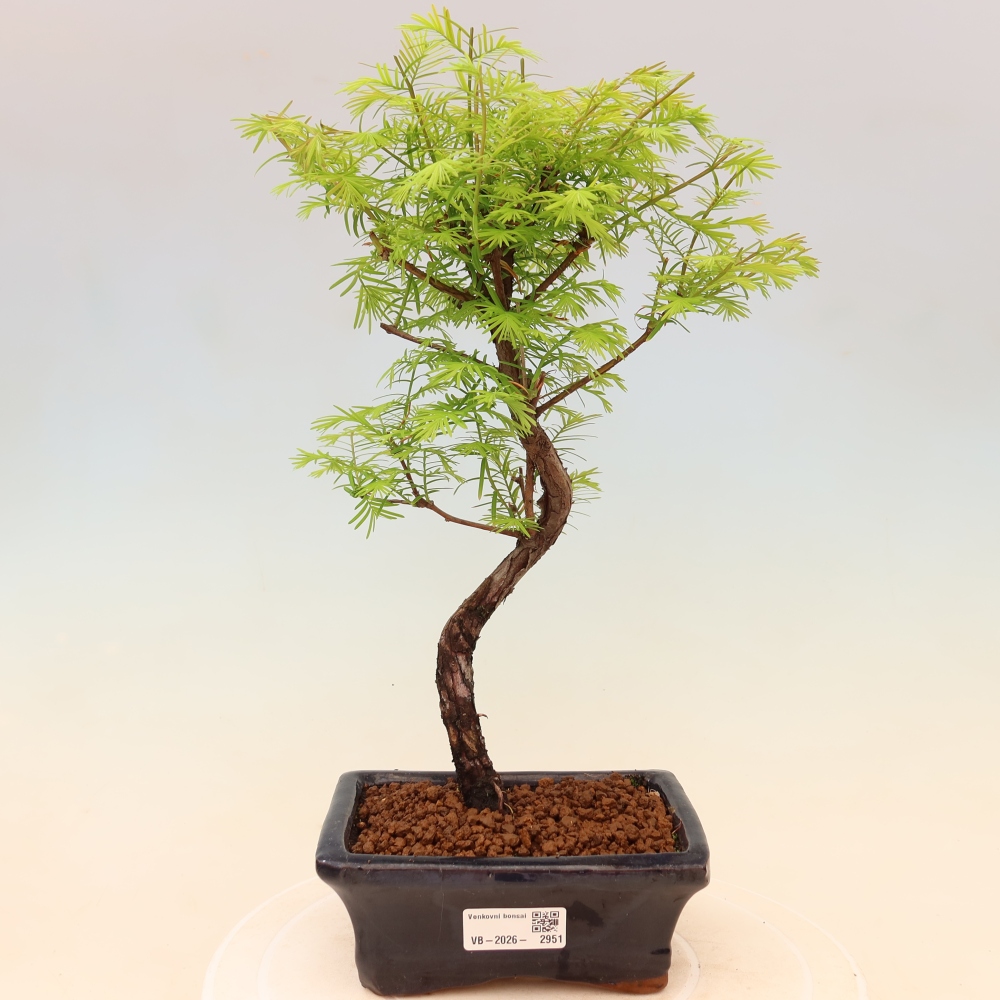 Bonsai voor buiten - Metasequoia glyptostroboides - Chinese Metasequoia