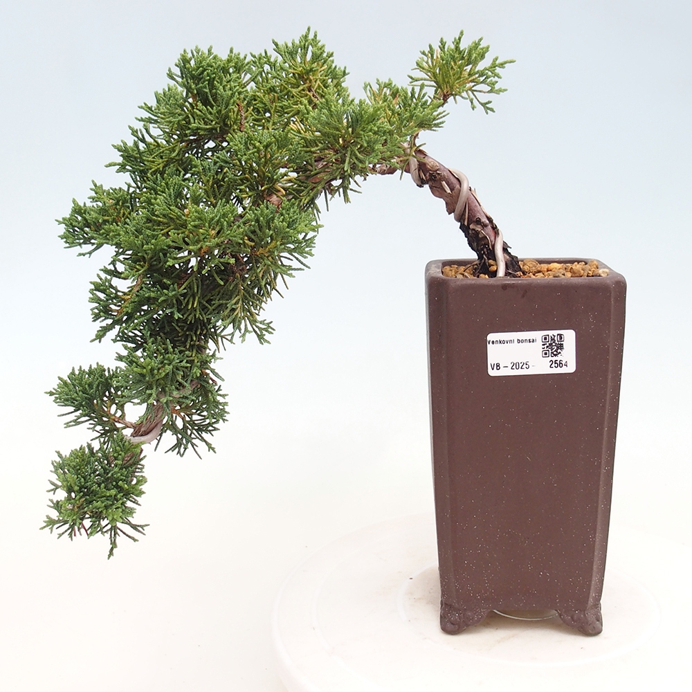 Bonsai voor buiten - Juniperus chinensis Kishu