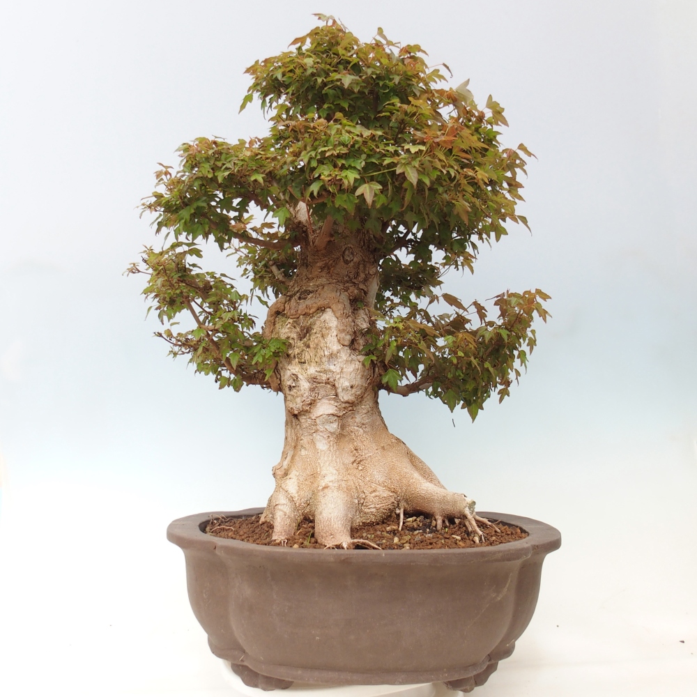 Bonsai voor buiten - Acer Buergerianum - Burgeresdoorn
