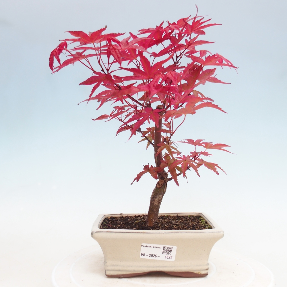 Bonsai voor buiten - Acer palmatum DESHOJO