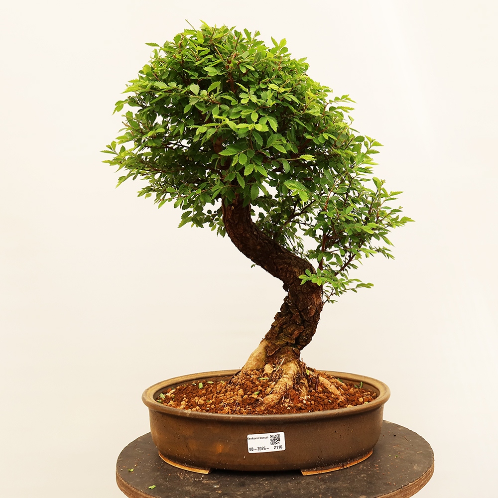 Bonsai voor buiten - Zelkova - Zelkova NIRE