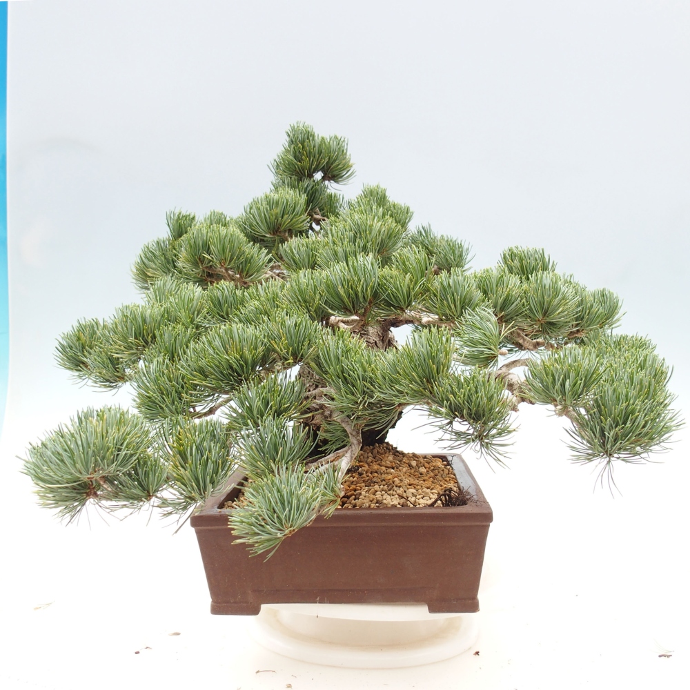 Bonsai voor buiten - Pinus parviflora - Pinus parviflora