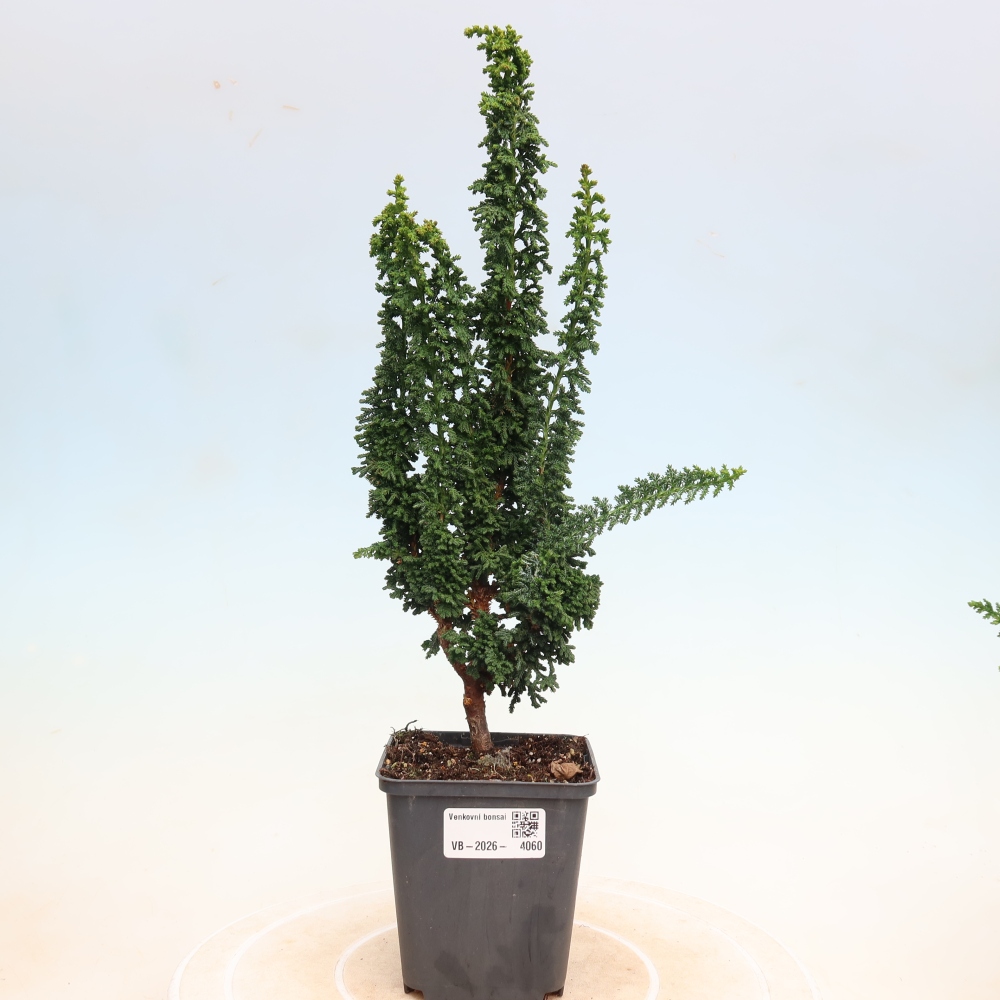 Bonsai voor buiten - Cham. obtusa SEKKA HINOKI - Cipres