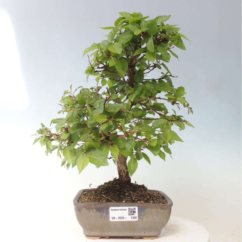 Bonsai voor buiten -Carpinus CARPINOIDES - Koreaanse haagbeuk
