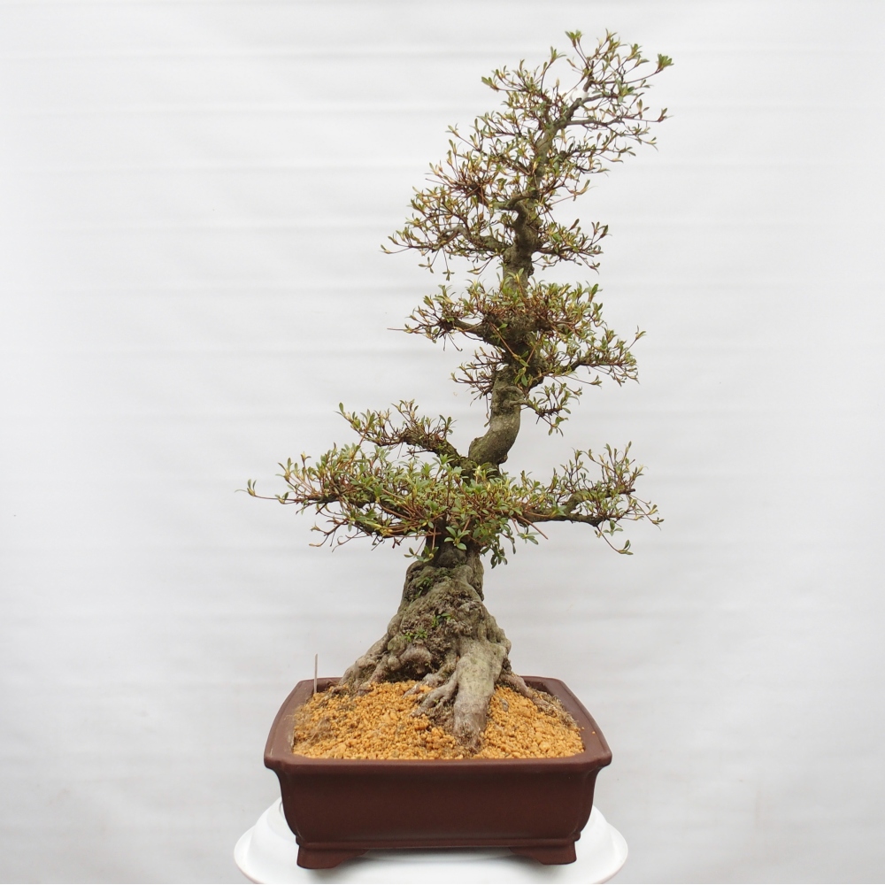 Bonsai voor buiten - Japanse azalea - Azalea Hekinan-no-Tsuki