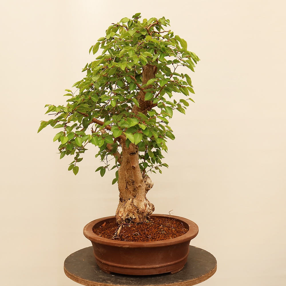 Bonsai voor buiten -Carpinus Coreana - Koreaanse haagbeuk