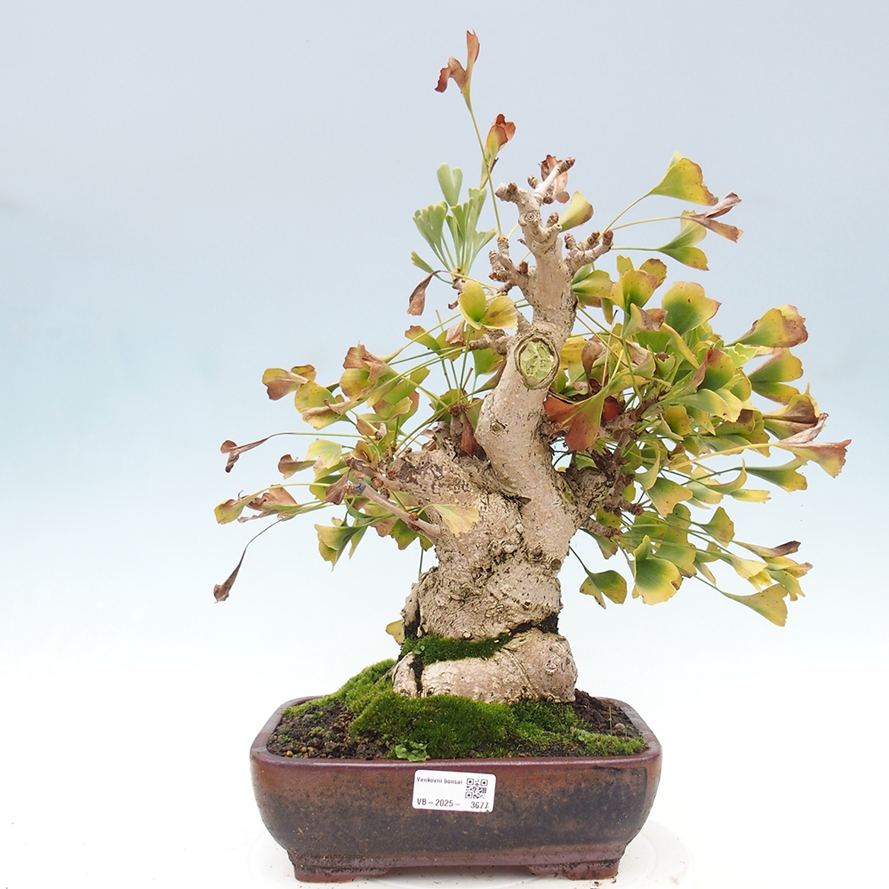 Bonsai voor buiten - Ginkgo biloba