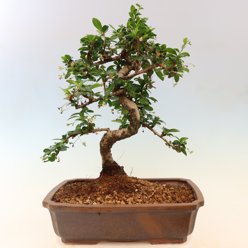 Kamerbonsai - Carmona macrophylla - Thee fuki