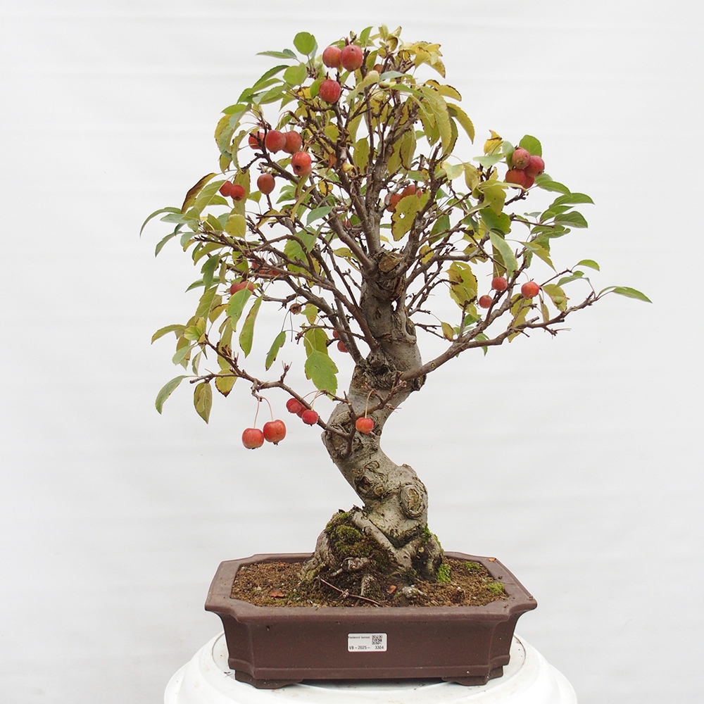 Bonsai voor buiten -Malus halliana - Appelboom met kleine vruchten