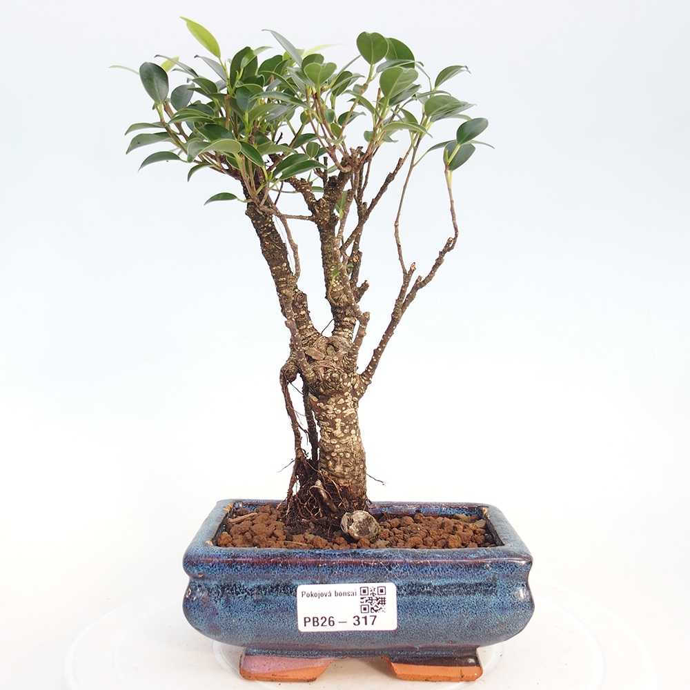 Kamerbonsai - Ficus retusa - kleinbladige ficus