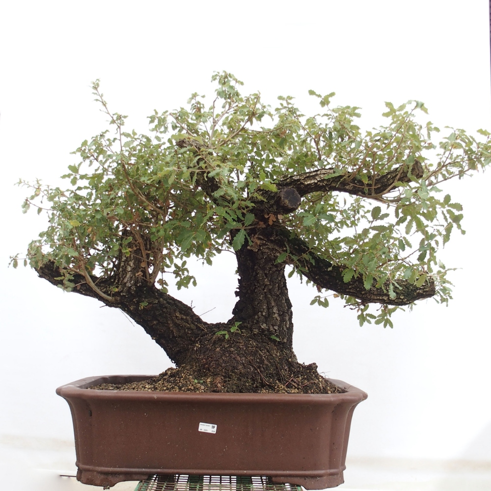 Yamadori - Quercus Ilex -Oakhulst