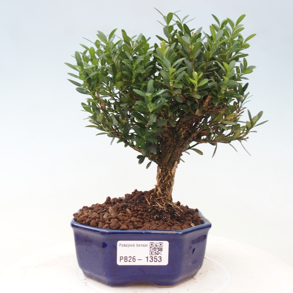 Kamerbonsai - Buxus harlandii - kurk buxus