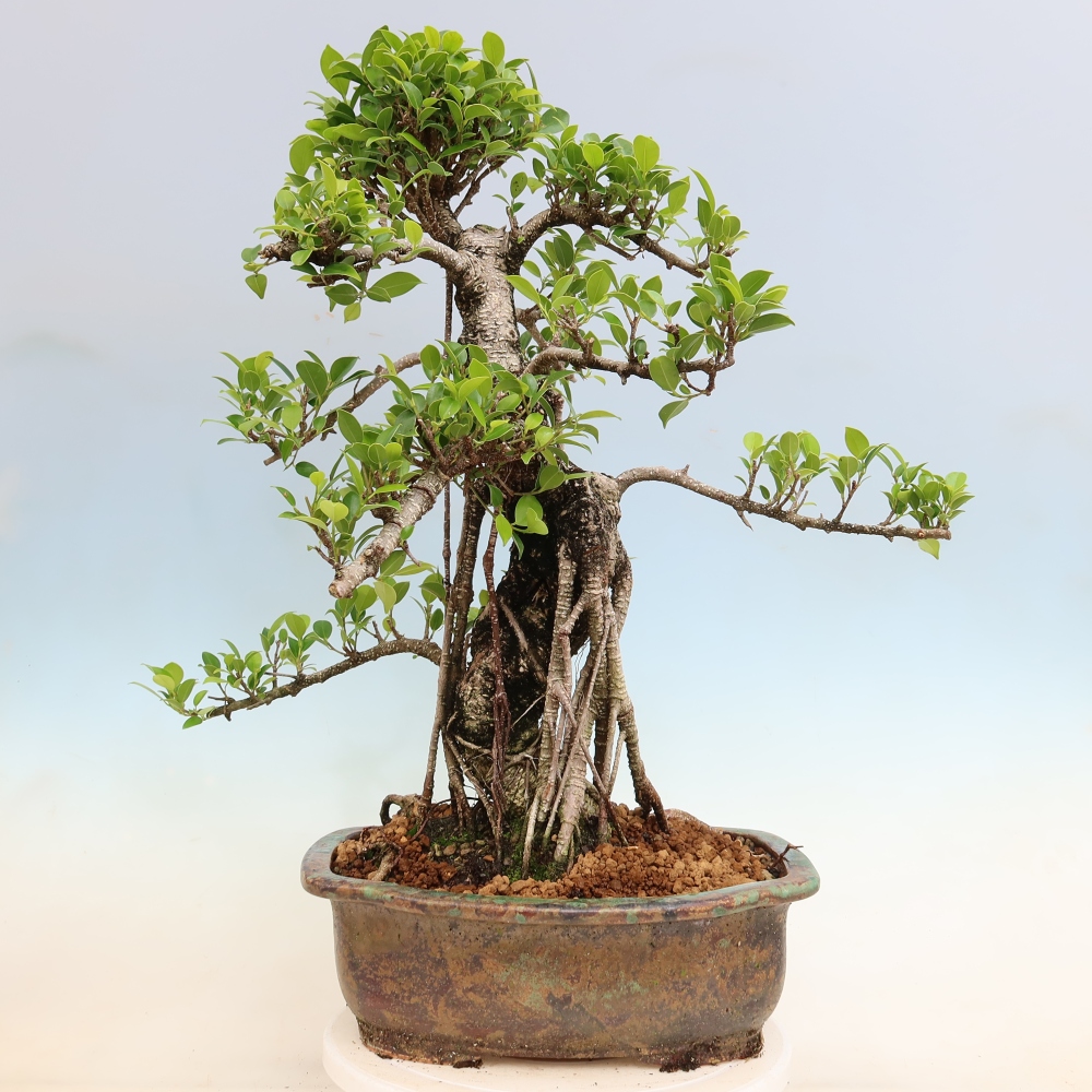 Kamerbonsai - Ficus kimmen - kleinbladige ficus