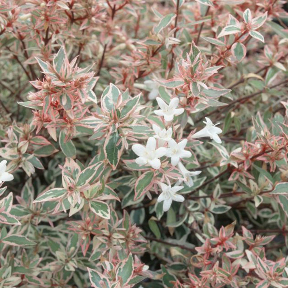 Buitenbonsai - Abelia gr. Confetti - Grootbloemige abelia