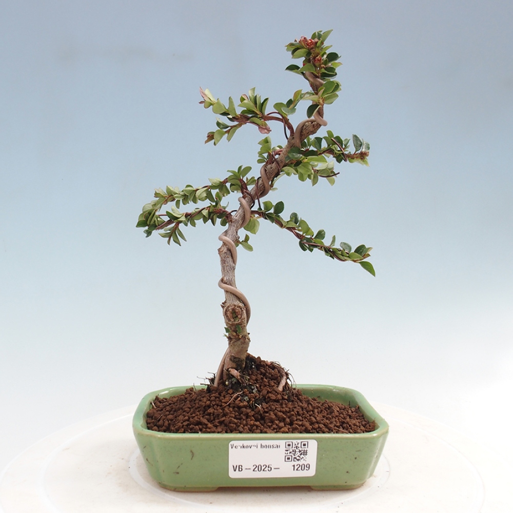 Bonsai voor buiten - Cotoneaster horizontalis - Rocky Mountain