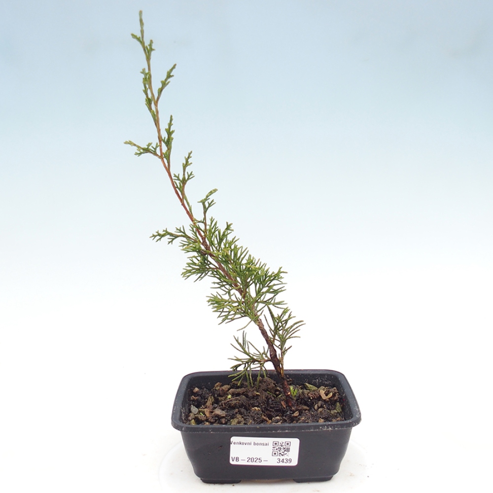 Bonsai voor buiten - Juniperus chinensis Itoigawa