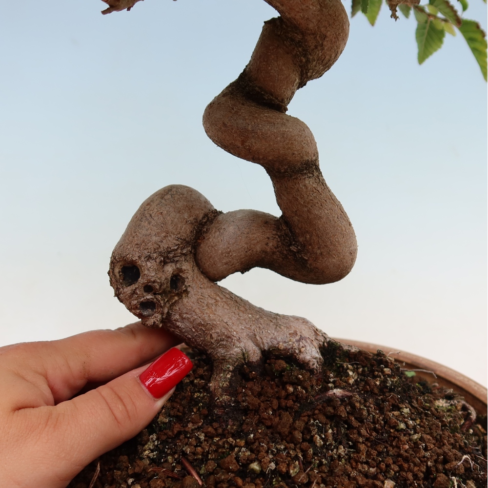 Bonsai voor buiten -Carpinus Coreana - Koreaanse haagbeuk