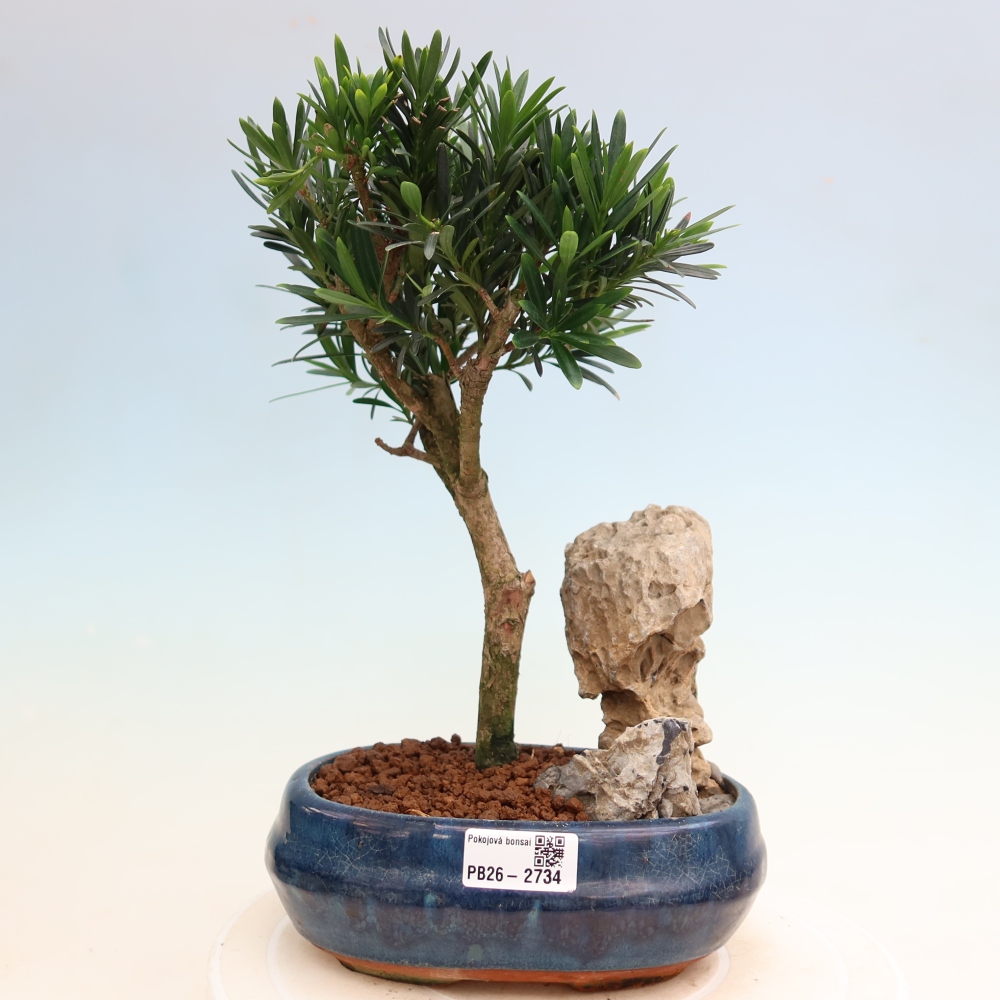 Kamerbonsai - Podocarpus - Taxus