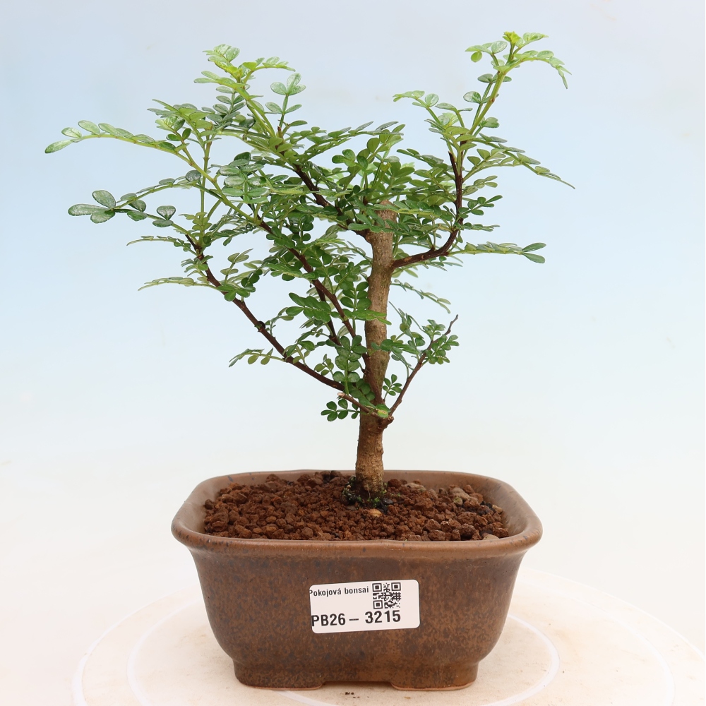Kamerbonsai - Zantoxylum piperitum - peperboom