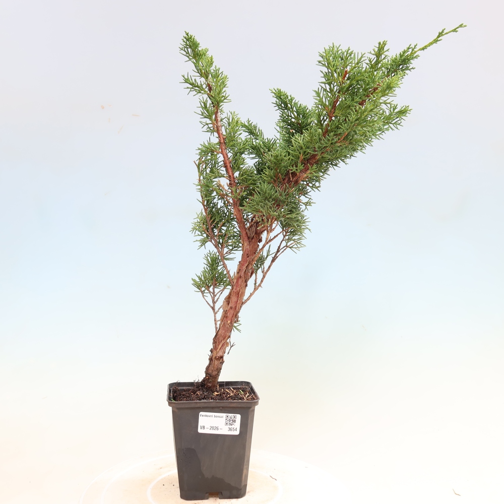 Bonsai voor buiten - Juniperus chinensis Kishu