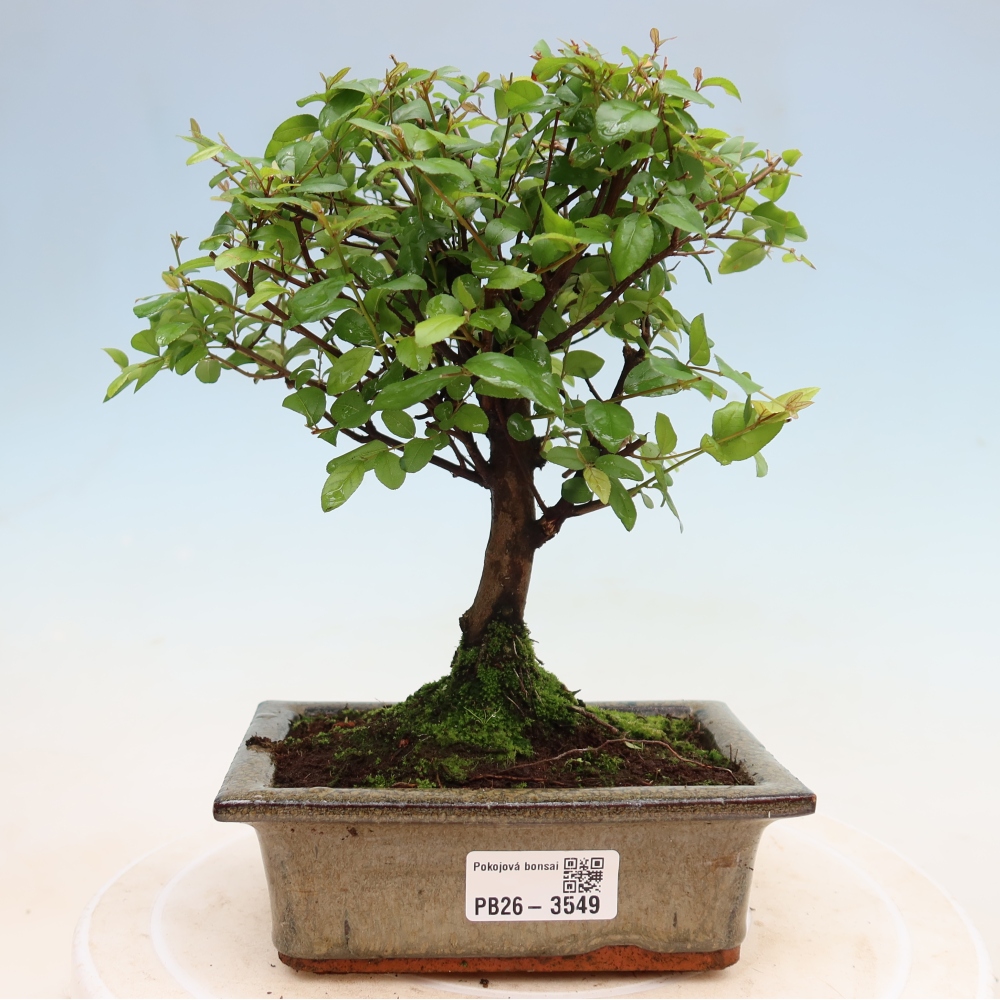 Kamerbonsai - Sageretia thea - Sageretia thea