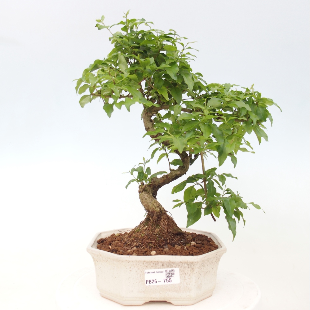 Kamerbonsai -Ligustrum chinensis - Vogelsnavel