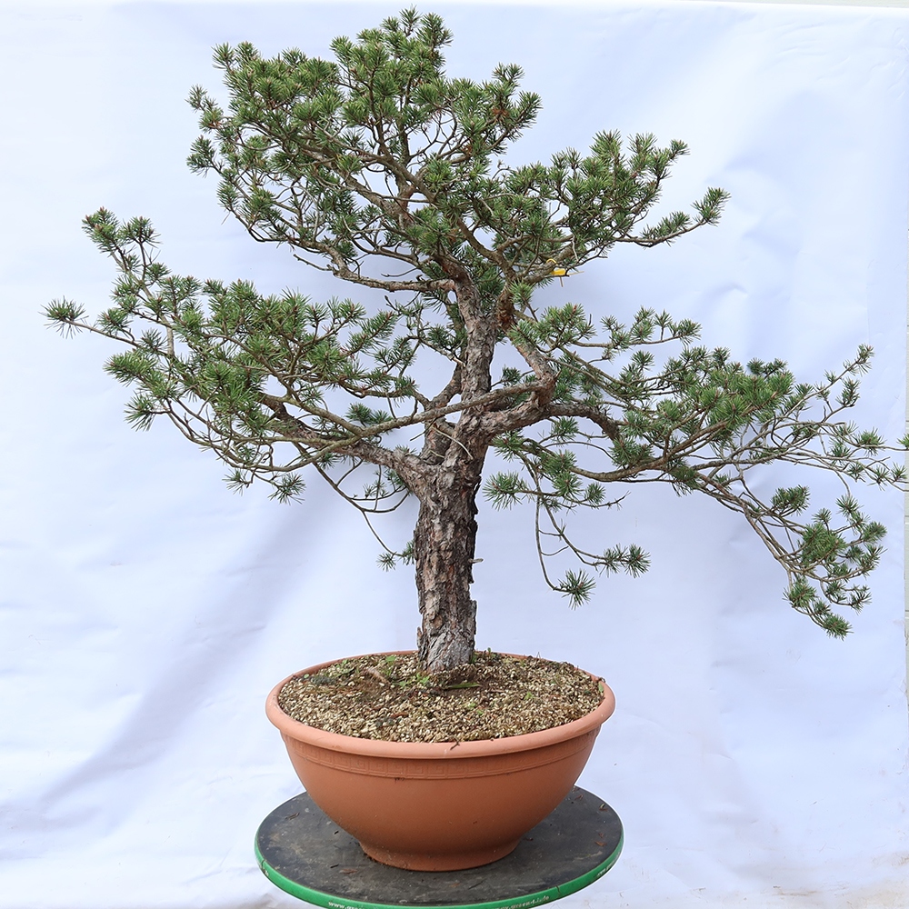 Pinus sylvestris Spanje - grove den