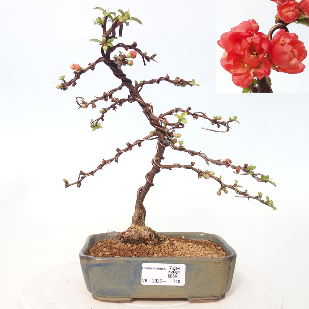 Bonsai voor buiten - Chaneomeles s. Red Joy - Kweepeer
