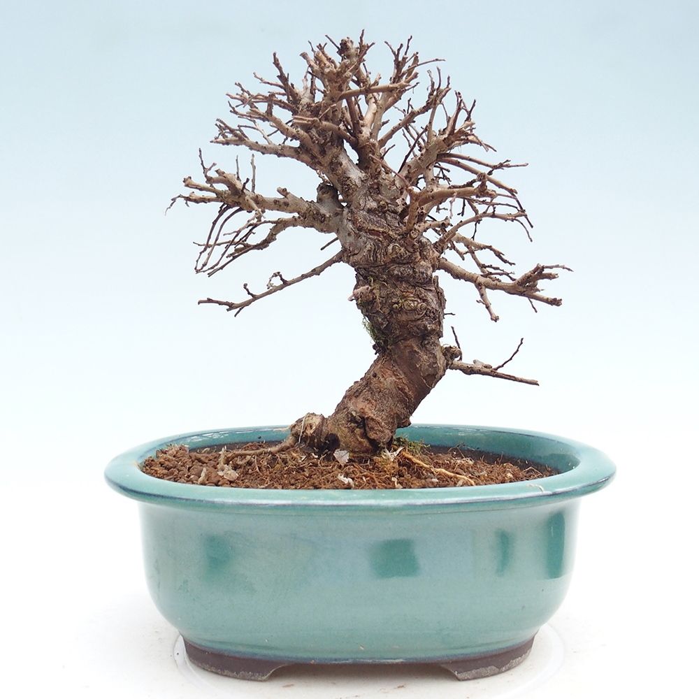 Bonsai voor buiten - Zelkova - Zelkova NIRE
