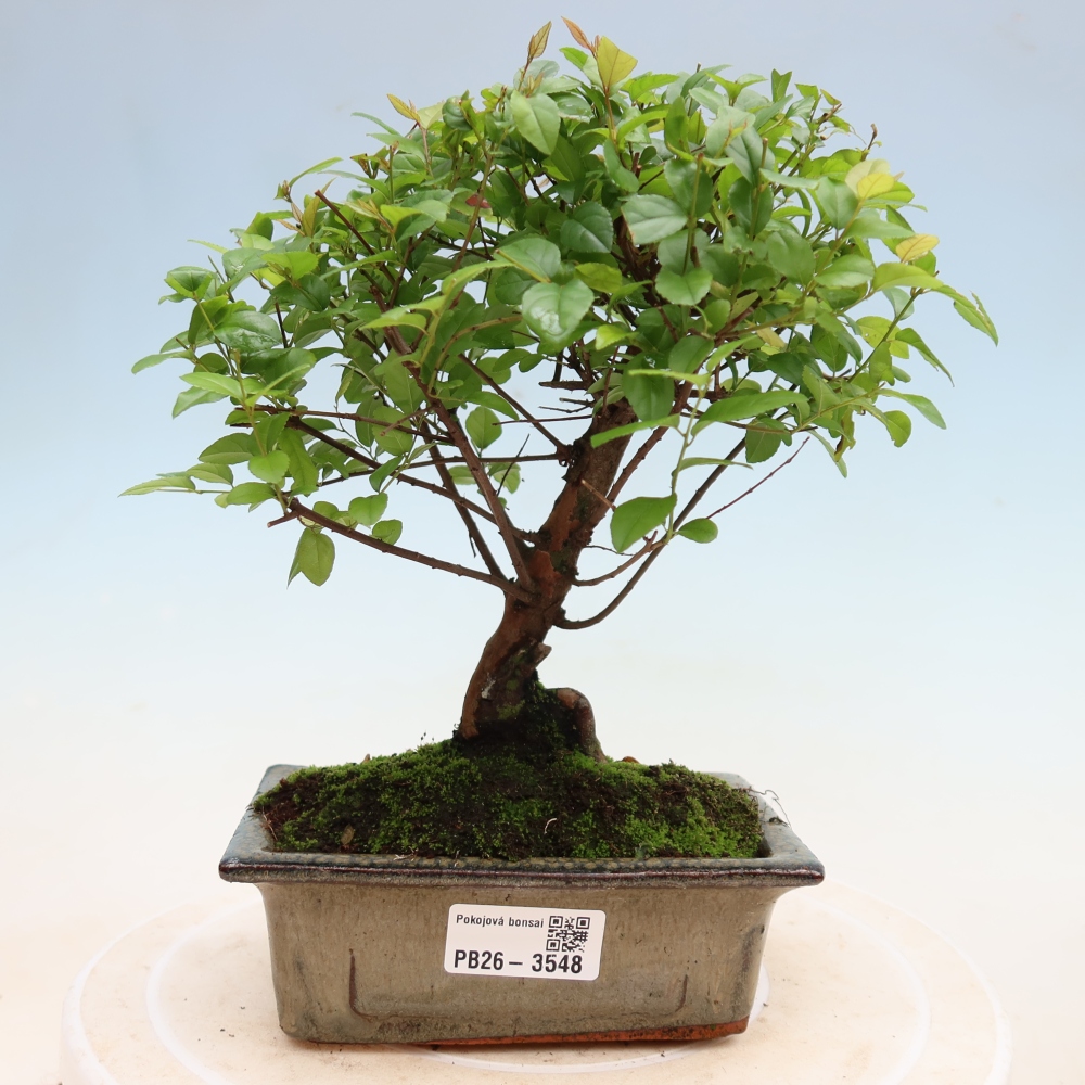Kamerbonsai - Sageretia thea - Sageretia thea